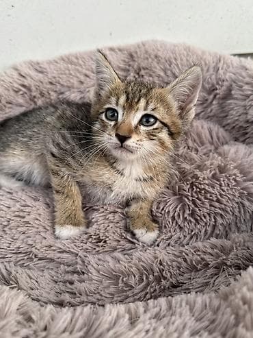 животные кошка: Кошка даром: Беспородная, 2 месяца, Мальчик, Приучена к лотку — 6
