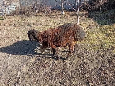 бараны с ягнятами: Продаю | Овца (самка), Ягненок, Баран (самец) | Гиссарская, Эдильбаевская, Арашан | На забой, Для разведения, Для шерсти | Ярка — 3