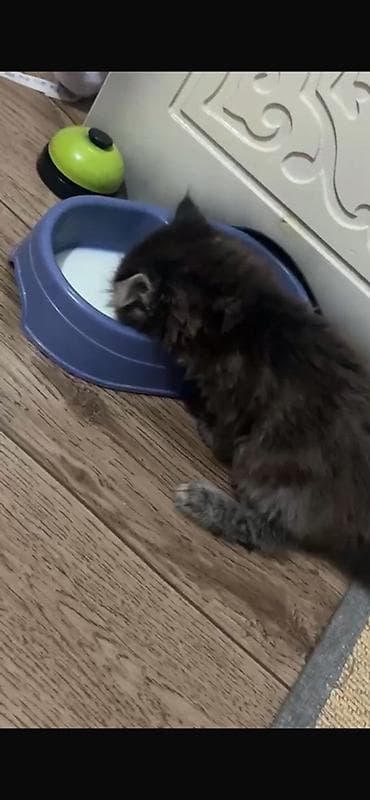 кошачий мята: Кошка даром: Беспородная, 3 месяца, Девочка, Приучена к лотку — 1