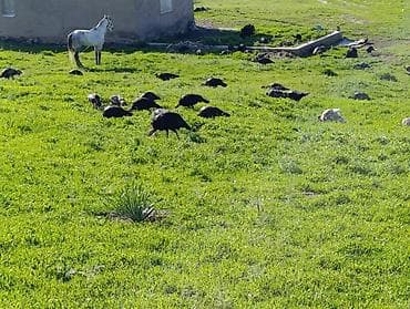 животные птицы: Индюки звонить только по номеру
Только номерге чалгыла!!! — 3