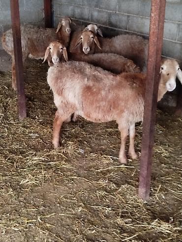 канарейка купить: Продаю | Овца (самка) | Для разведения | Племенные — 2