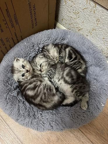 Шотландские котята вислоухие (Scottish Fold).Готовы к
