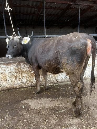 кобыла жеребая: Продаю | Корова (самка) | Для молока | Стельные — 10