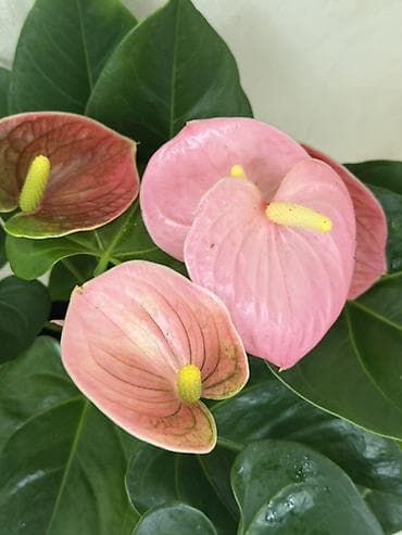 Антуриумы: 🌿 Продаётся антуриум (75 см) 🌿 💚 Красивый, здоровый антуриум 🌸 В — 2