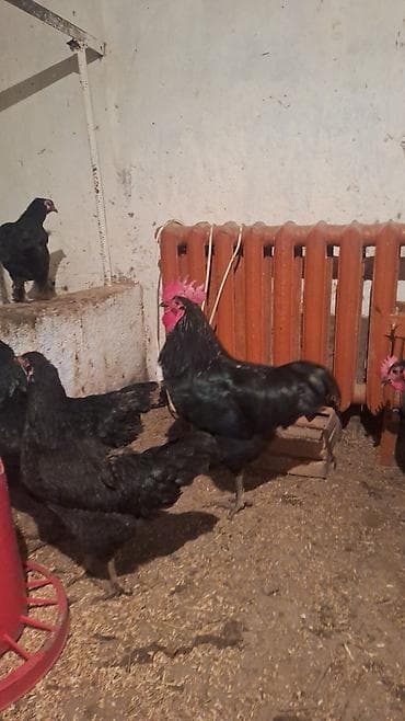 инкубатор запчасть: Продаю | Куры | Несушки — 3