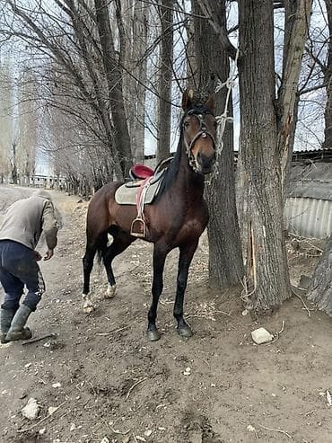 6 месяцев: Продаю | Жеребец | Английская | Рабочий | Осеменитель — 3