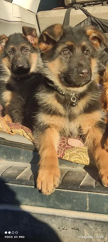 стерилизация собак: Немецкая овчарка, 3 месяца, Самка, С прививкой, С родословной — 5