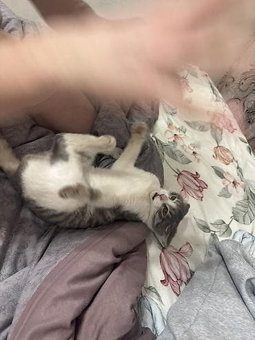 ак мышык: Породасыз, 6 айлык, Эркек, Боз, Лотокко барууга үйрөтүлгөн, Курттардан тазаланган — 5