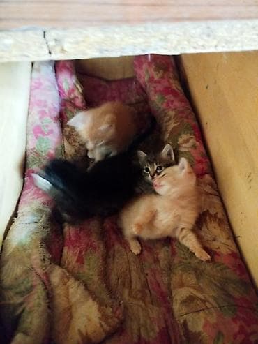рыжие кошки: Котята домашние, от кошки-окрас табби. На фото помёт разных окрасов: - — 3