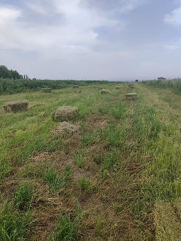 Сено в тюках (прямоугольные кипы) - Заготовлено с природных лугов at lalafo.kg Сено в тюках (прямоугольные кипы) - Заготовлено с природных лугов