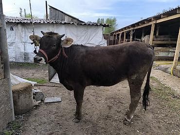 ер токум: Продаю | Бык (самец) | На откорм — 2