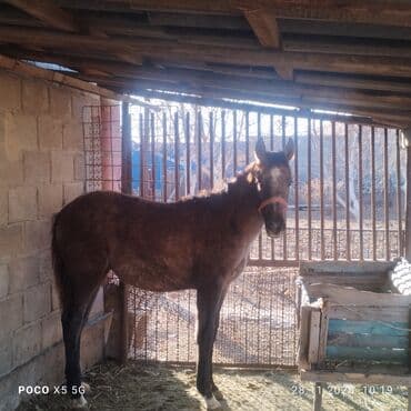 бычок купить: Продаю | Кобыла (самка) | Для разведения, Конный спорт | Племенные — 3