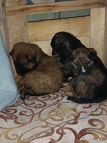 Щенки дворовой породы Спасли в речке! Пожалуйста помогите с питанием at lalafo.kg Щенки дворовой породы Спасли в речке! Пожалуйста помогите с питанием