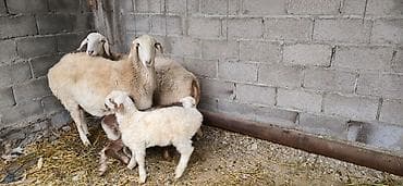 собака кане корсо: Продаю | Овца (самка) | Для разведения | Матка — 1