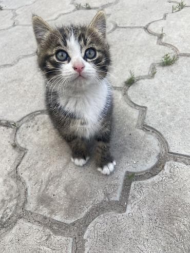 арзан иттер: Мышык бекер берилет: Породасыз, 2 айлык, Ургаачы, Лотокко барууга үйрөтүлгөн — 5