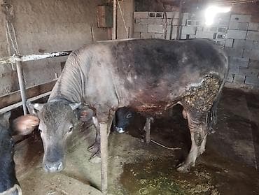 сментал бык: Продаю | Бык (самец) | На откорм | Привязанные — 4