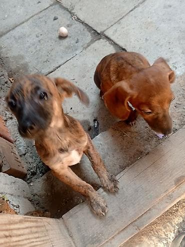 Ветеринар кызматы: Такса Щенки мелкого/среднего размера, короткошёрстные, тигрового и — 3