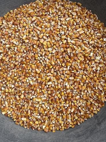 Кукуруза зерновая, сухая, очищенная. - Фракция: цельное зерно