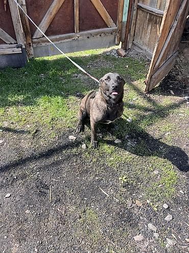 мопс маленький: Собака даром: Питбуль, 6 месяцев, Самка — 2