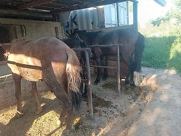 сельскохозяйственные животные продажа: Продаю | Жеребец | Рабочий — 3