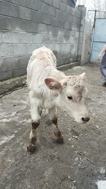 Продаю | Тёлка | На откорм | Искусственник