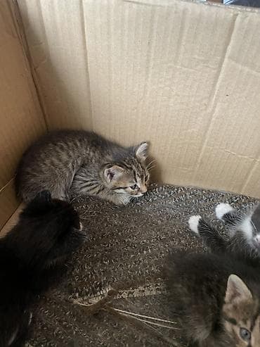 Продажа кошек: Котята, помет из нескольких малышей. - Окрас: тигровые — 3