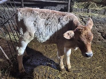 Животные: Продаю | Музоо, торпок | На откорм | Искусственник — 5