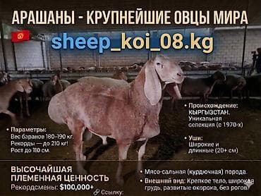 кой базар: Продаю | Овца (самка), Ягненок, Баран (самец) — 3