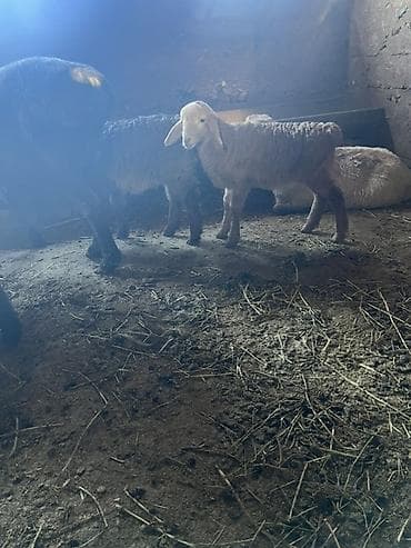 Продаю | Ягненок | Для разведения