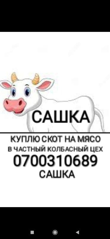 Принимаю скот в частный колбасный цех и вынужденый забой скота at lalafo.kg Принимаю скот в частный колбасный цех и вынужденый забой скота