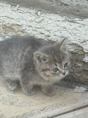 Собаки: Котята, короткошёрстные, домашние. Описание: - Помёт из нескольких — 4