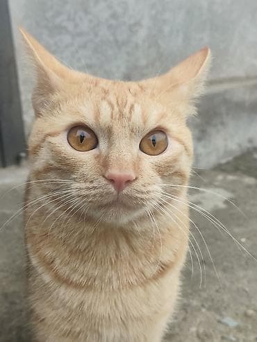 коты бишкек: 1 жаш, Эркек, Эмделген, Лотокко барууга үйрөтүлгөн — 2