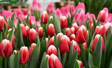 цветы цветы: Луковицы цветка: Тюльпаны — 1