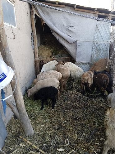 ечки кой: Продаю | Ягненок | Полукровка | Для разведения — 4