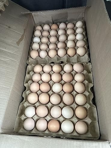Куриные яйца в лотках - Натуральные куриные яйца светло-коричневых и at lalafo.kg Куриные яйца в лотках - Натуральные куриные яйца светло-коричневых и