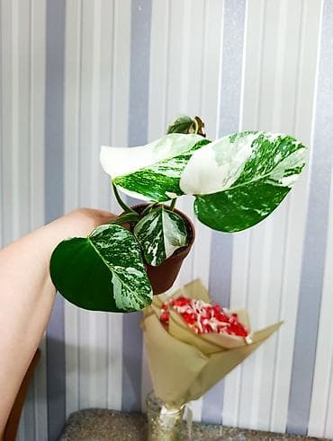 монстера цветы: Продаю цветы, все цены разные, Кара-Балта продаю сингониумов и — 4