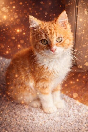 сколько стоит шотландская вислоухая кошка: Котята ищут новый дом и любящую семью♥️ Очаровательные котята с — 3