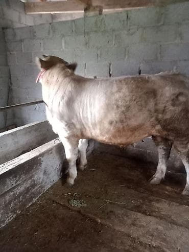 корову куплю: Продаю | Бык (самец) | Шароле | Осеменитель — 2