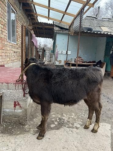 породистые кошки бишкек: Продаю | Тёлка | Алатауская | Для разведения — 3