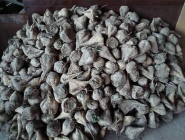 молочное оборудование: Кормовая свёкла (корнеплоды) - Большая партия корнеплодов, выкопанных — 1