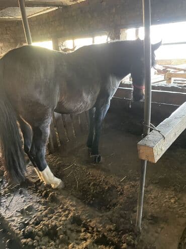 козулуу кой сатылат: Сатам | Бээ (ургаачы) | Аргын | Жумушка — 5