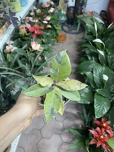 фикус тинеке: Фикус каучуковый (Ficus elastica) вариегатный в горшке - Компактный — 2