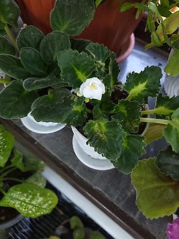 фиалку: Фиалки (сенполии) и герань (пеларгония) в горшках — комнатные цветущие — 3