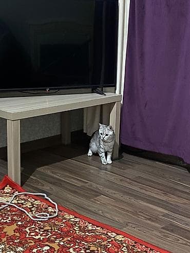 шиншилла: Британский котёнок, 7 мес окрас серебристый шиншилла (серебристый — 1