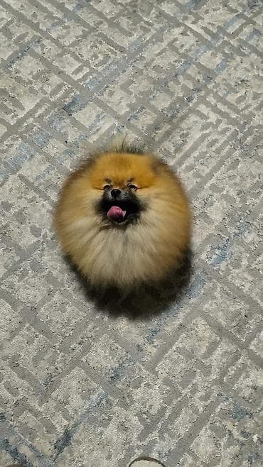 точилка для когтей собак: Шпиц, 2 года, Самец — 3