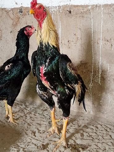 Продаю | Петух | Бойцовая | Для разведения
