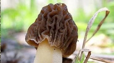 Козу карындар: Сморчки (Morchella) – свежесобранные весенние лесные грибы. Описание — 2