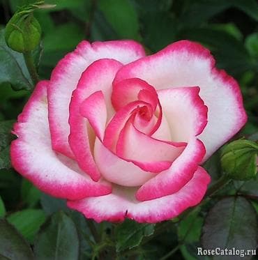 черная пленка: Розы садовые (срезочные и кустовые) — набор сортов - Цвета и формы — 3