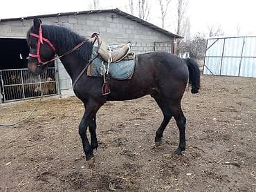 Коровы, быки: Продаю | Конь (самец) | Арабская | Рабочий — 4