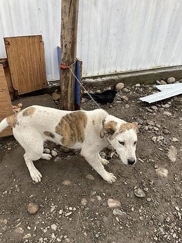 купить колли собаку: Собака средних размеров 3 месяца короткошёрстная, белая с рыжими — 6